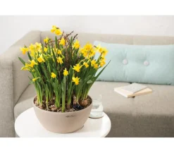 LECHUZA® Blumenampeln & -Schalen|Lechuza Pflanzgefäße & Töpfe > Kunststoff-Schale 'Cubeto Stone', rund