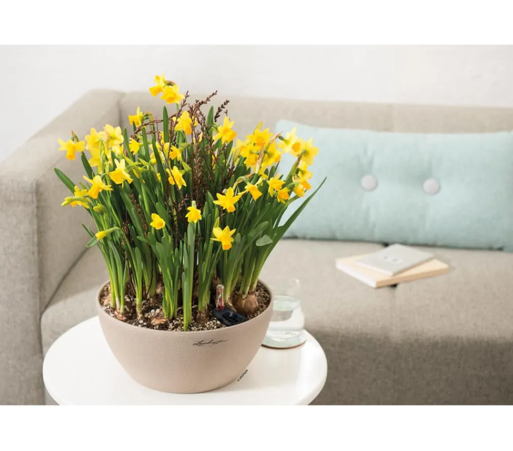 LECHUZA® Blumenampeln & -Schalen|Lechuza Pflanzgefäße & Töpfe > Kunststoff-Schale 'Cubeto Stone', rund