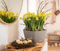 LECHUZA® Lechuza Pflanzgefäße & Töpfe > Kunststoff-Topf Bacino Cottage inkl. Pflanzeinsatz, konisch, ca. B31/H19,5/T31 cm