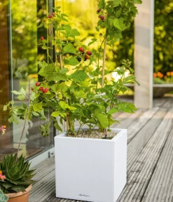 LECHUZA® Lechuza Pflanzgefäße & Töpfe|Blumentöpfe & Übertöpfe - Kunststoff-Topf Canto Stone, eckig, ca. B14/H13,5/T14 cm Weiß