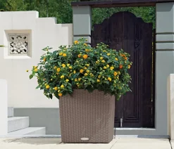 LECHUZA® Lechuza Pflanzgefäße & Töpfe|Blumentöpfe & Übertöpfe > Kunststoff-Topf Cube Cottage, quadratisch