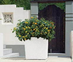 LECHUZA® Kunststoff-Topf Cube Cottage, quadratisch Weiß Best