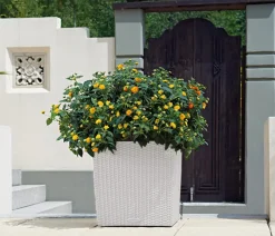 LECHUZA® Kunststoff-Topf Cube Cottage, quadratisch Hellgrau Best