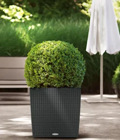 LECHUZA® Lechuza Pflanzgefäße & Töpfe|Blumentöpfe & Übertöpfe - Kunststoff-Topf Cube Cottage, quadratisch Dunkelgrau