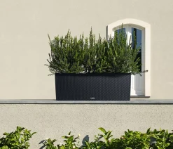 LECHUZA® Pflanzkübel & Blumenkästen|Lechuza Pflanzgefäße & Töpfe - Polyrattan-Kasten Trio Cottage, rechteckig Schwarz