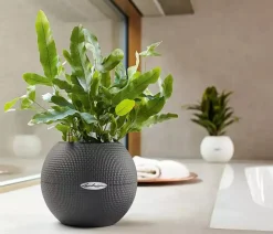 LECHUZA® PURO Color, All-in-One-Set, rund, ca. Ø20 cm Weiß Clearance