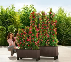 LECHUZA® Trio Cottage Rankgitter, , ca. B86/H135 cm Schwarz Discount