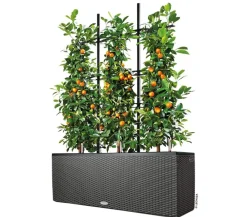 LECHUZA® Trio Cottage Rankgitter, , ca. B113/H170 cm Schwarz Hot