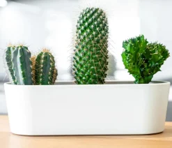 LENI Blumenampeln & -Schalen > Kunststoff-Jardiniere Flori, oval, ca. B36/H11/T14 cm