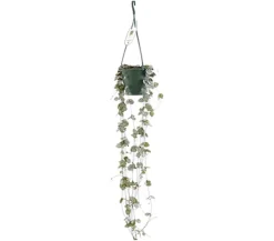 Dehner Hängepflanzen|Grünpflanzen - Leuchterblume - Ceropegia woodii, Ampel