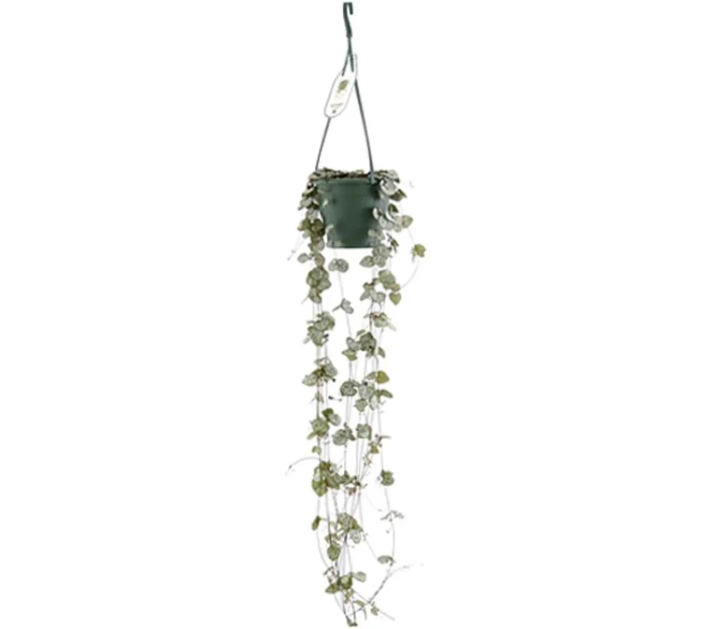 Dehner Hängepflanzen|Grünpflanzen - Leuchterblume - Ceropegia woodii, Ampel