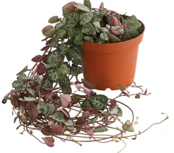 Dehner Hängepflanzen|Grünpflanzen > Leuchterblume - Ceropegia woodii, Ampel