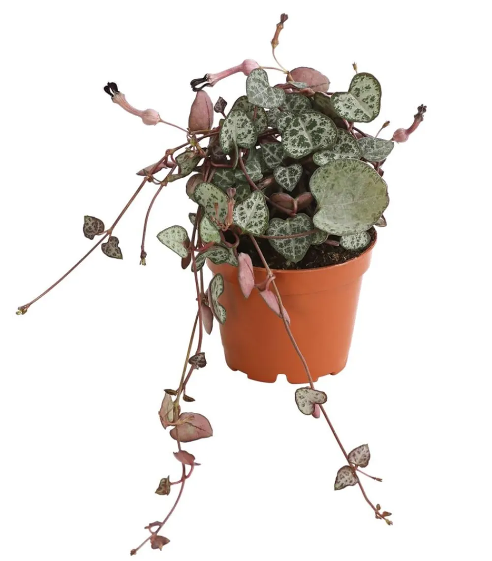 Dehner Leuchterblume - Ceropegia woodii, Ampel