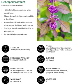 Dehner Laubgehölze|Blühende Sträucher - Liebesperlenstrauch 'Profusion' Lila