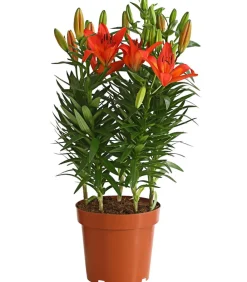 Dehner Lilie Rot Online