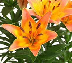 Dehner Lilie Apricot Clearance