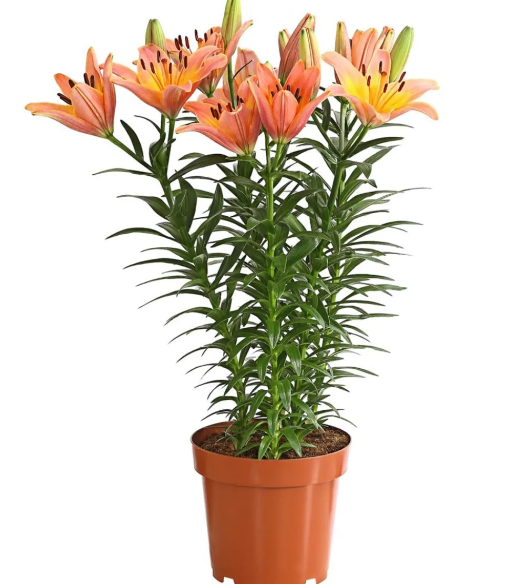 Dehner Lilie Apricot Clearance
