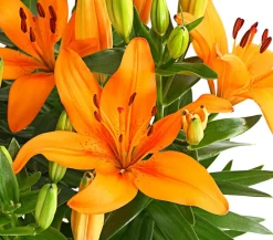 Dehner Sommerstauden - Lilie Orange