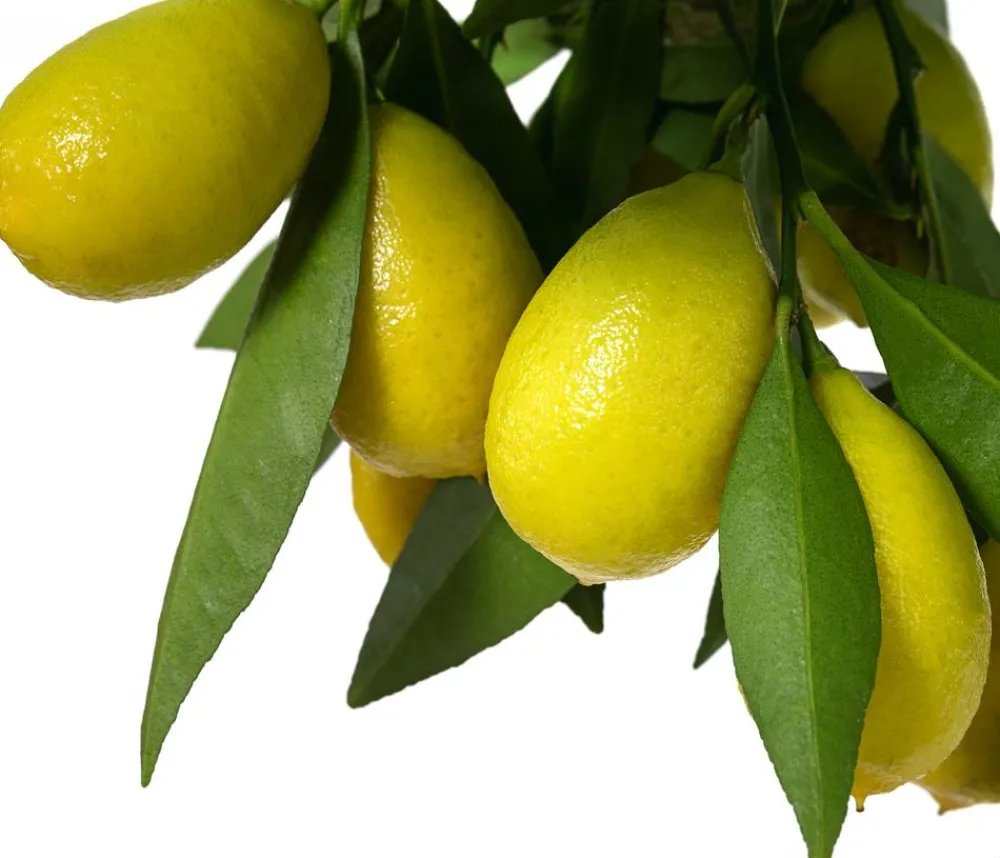 Dehner Limette 'Limequat' Hellgrün Best