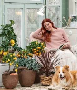 Dehner Zitruspflanzen|Terrassenpflanzen > Limette 'Limequat'