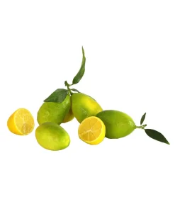 Dehner Zitruspflanzen|Terrassenpflanzen > Limette 'Limequat'