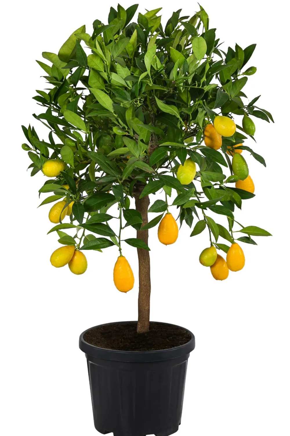 Dehner Limette 'Limequat' Hellgrün Discount