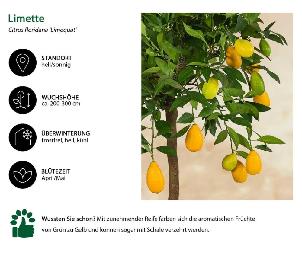 Dehner Limette 'Limequat' Hellgrün Discount