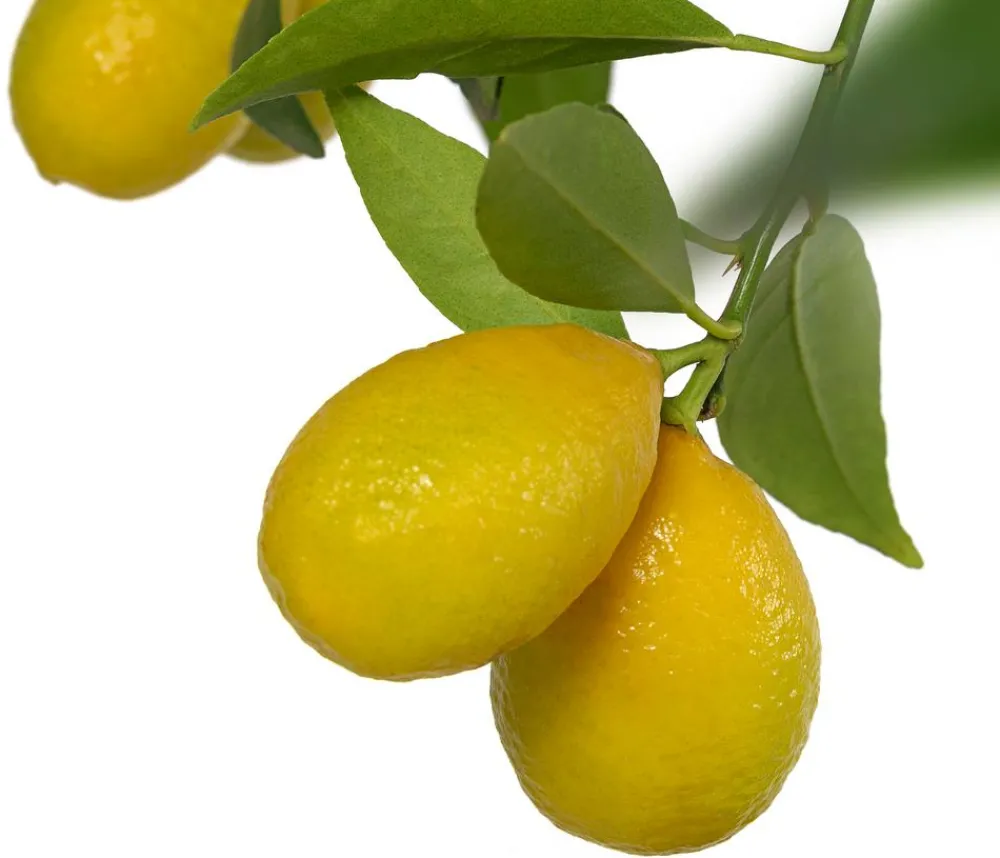 Dehner Limette 'Limequat' Hellgrün Discount