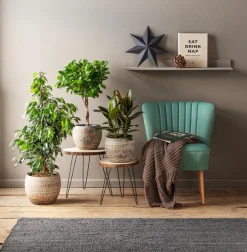 Dehner Grünpflanzen > Lorbeer-Feige - Ficus microcarpa 'Moclame', Stämmchen