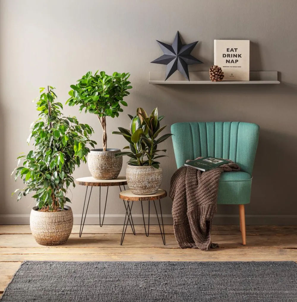 Dehner Grünpflanzen > Lorbeer-Feige - Ficus microcarpa 'Moclame', Stämmchen