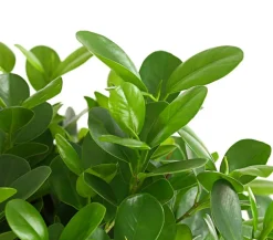 Dehner Lorbeer-Feige - Ficus microcarpa 'Moclame', Stämmchen Grün Discount
