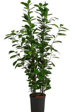 Dehner Hydropflanzen|Grünpflanzen > Lorbeer-Feige - Ficus microcarpa 'Moclame', Hydrokultur