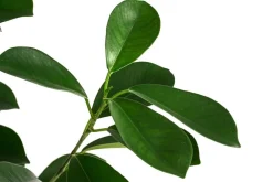 Dehner Hydropflanzen|Grünpflanzen > Lorbeer-Feige - Ficus microcarpa 'Moclame', Hydrokultur