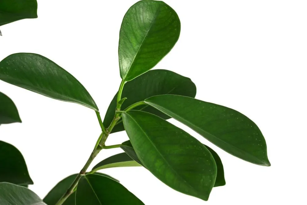 Dehner Hydropflanzen|Grünpflanzen > Lorbeer-Feige - Ficus microcarpa 'Moclame', Hydrokultur