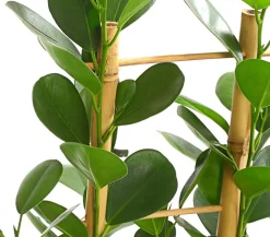 Dehner Lorbeer-Feige - Ficus microcarpa 'Moclame', Spalier Grün Outlet