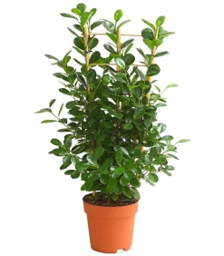 Dehner Lorbeer-Feige - Ficus microcarpa 'Moclame', Spalier Grün Outlet