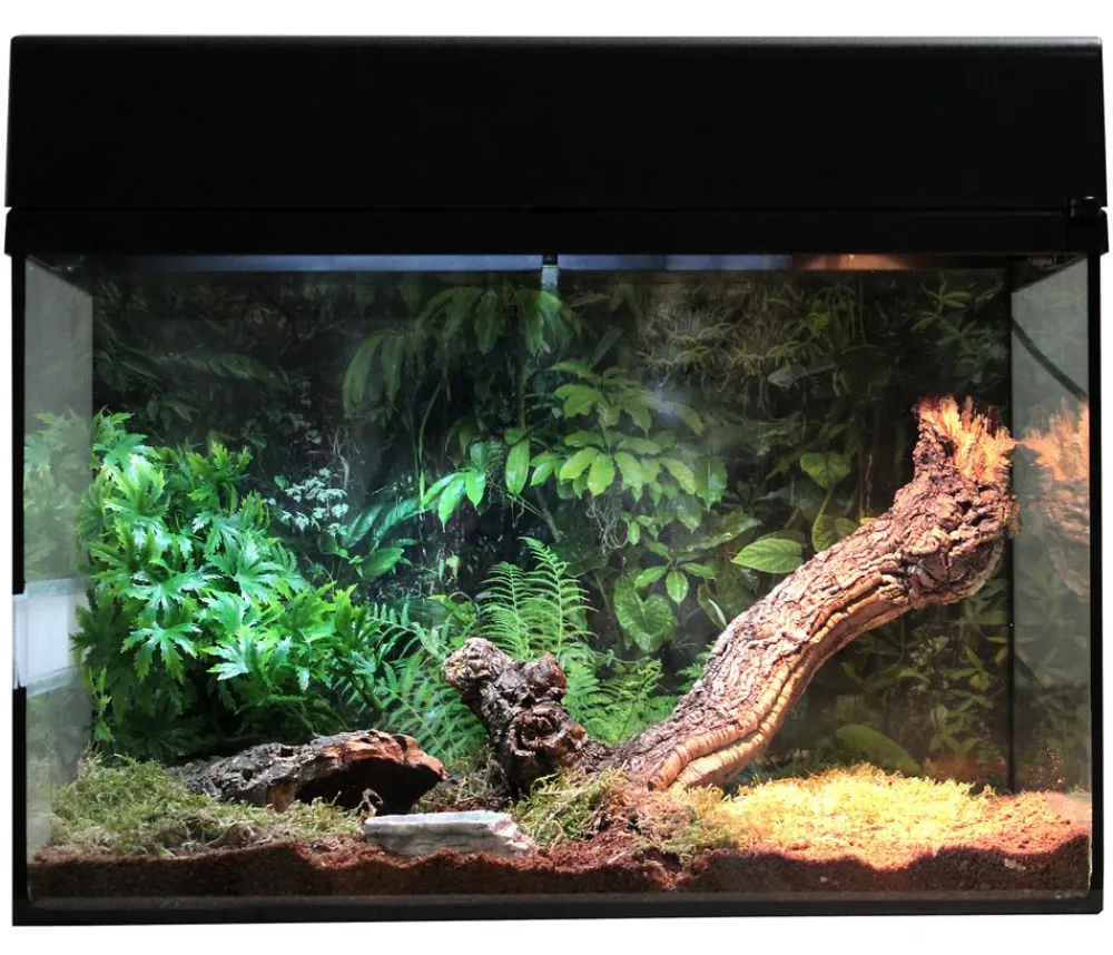 Lucky Reptile Terrarium - Starter Kit Komplettset Spinnen/Skorpione, ca. B50/H40/28 cm Schwarz