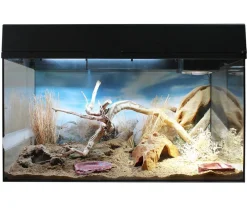 Lucky Reptile Terrarium > Starter Kit Komplettset Bartagame, ca. B80/H52/T40 cm