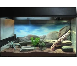 Lucky Reptile Terrarium > Starter Kit Komplettset Bartagame, ca. B80/H52/T40 cm