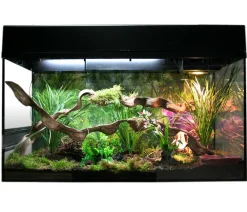 Lucky Reptile Terrarium > Starter Kit Komplettset Bartagame, ca. B80/H52/T40 cm