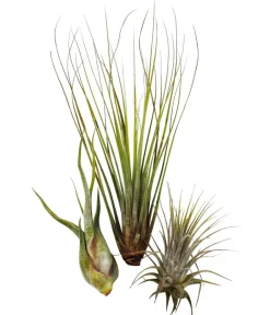 Dehner Tillandsien|Grünpflanzen - Luftnelken-Set - Tillandsia, 3-teilig