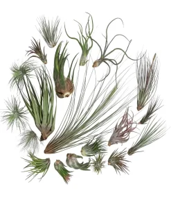 Dehner Tillandsien|Grünpflanzen > Luftnelken-Set - Tillandsia, verschiedene Sorten, 20-teilig