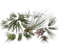 Dehner Tillandsien|Grünpflanzen > Luftnelken-Set - Tillandsia, verschiedene Sorten, 20-teilig