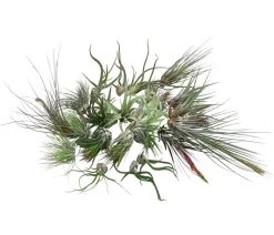 Dehner Luftnelken-Set - Tillandsia, verschiedene Sorten, 27-teilig Discount