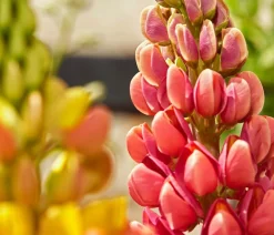 Dehner Sommerstauden > Lupine, verschiedene Sorten
