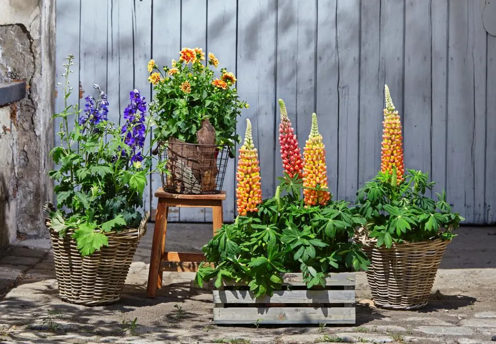 Dehner Sommerstauden > Lupine, verschiedene Sorten