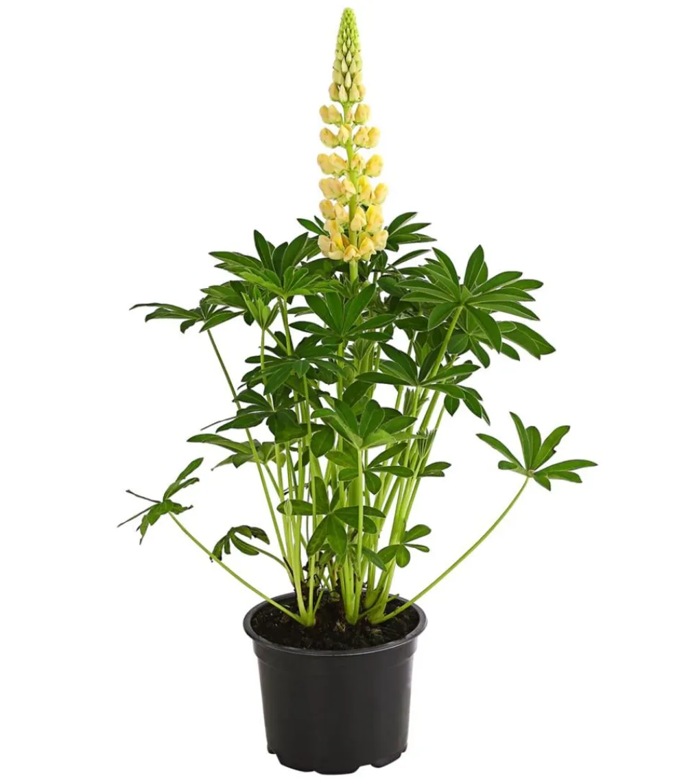 Dehner Sommerstauden > Lupine, verschiedene Sorten