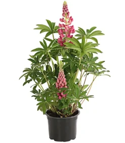 Dehner Sommerstauden > Lupine, verschiedene Sorten