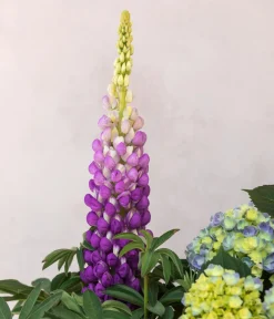 Dehner Lupine, verschiedene Sorten Discount