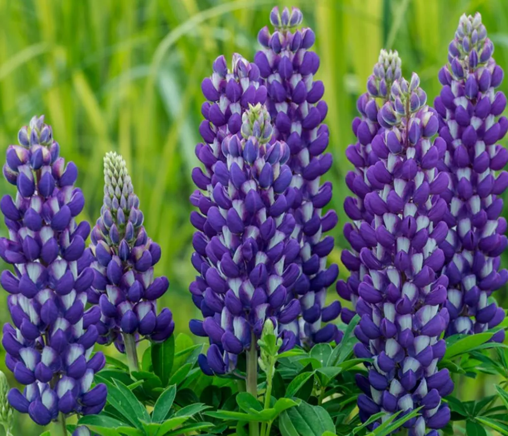 Dehner Lupine, verschiedene Sorten Discount